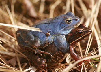 Balkan-Moorfrosch (Rana arvalis wolterstorffi) - © Emanuel Trummer